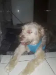 Dengoso