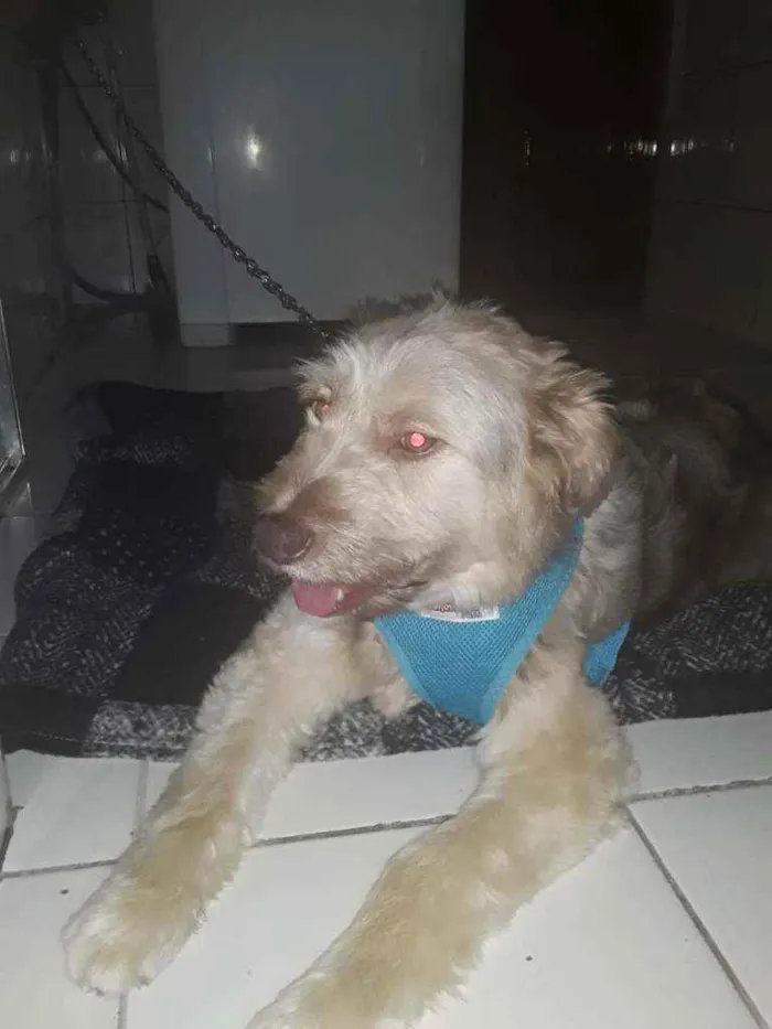Cachorro ra a Sem definição idade 1 ano nome Dengoso