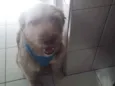 Dengoso