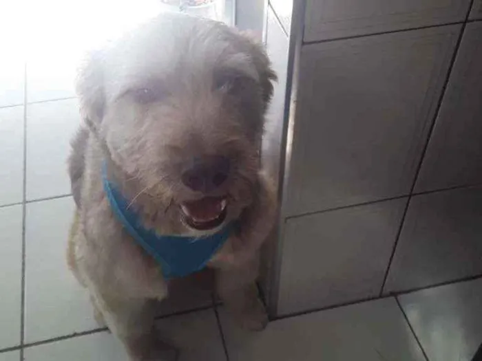 Cachorro ra a Sem definição idade 1 ano nome Dengoso