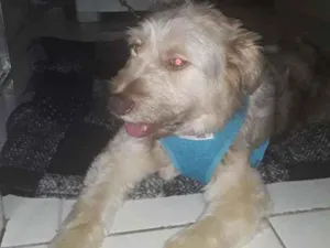 Cachorro raça Sem definição idade 1 ano nome Dengoso