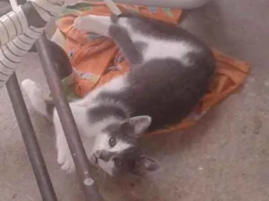 Gato raça siamês mistos idade 2 a 6 meses nome não tem nome