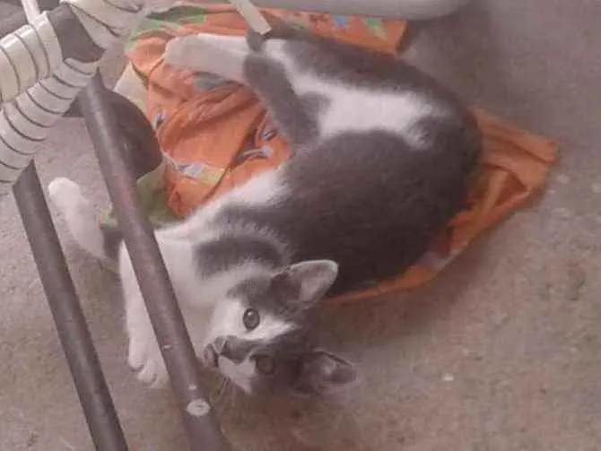 Gato ra a siamês mistos idade 2 a 6 meses nome não tem nome