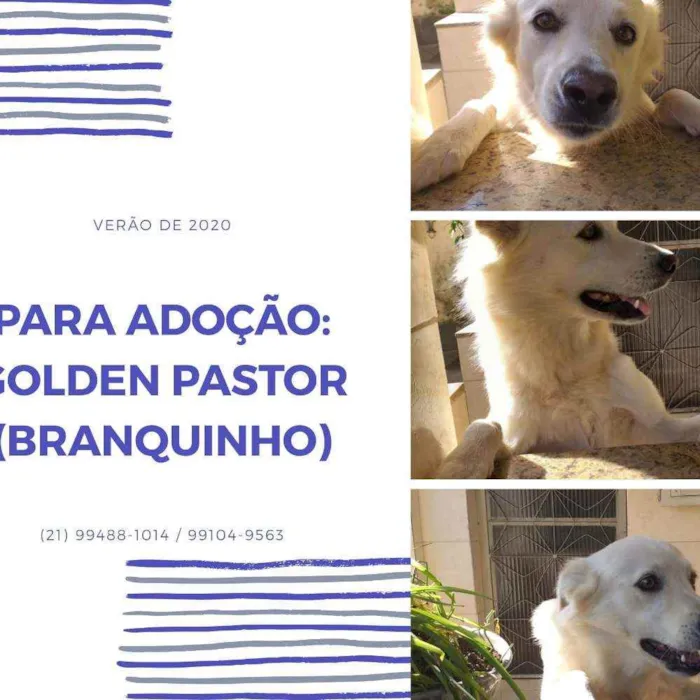 Cachorro ra a GOLDEN pastor idade 3 anos nome Barão ou Branquinho