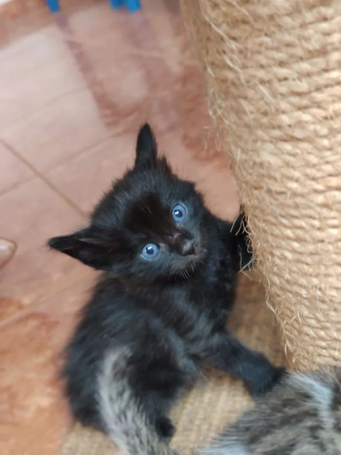 Gato raça SRD-ViraLata idade Abaixo de 2 meses nome Bebezinhosss