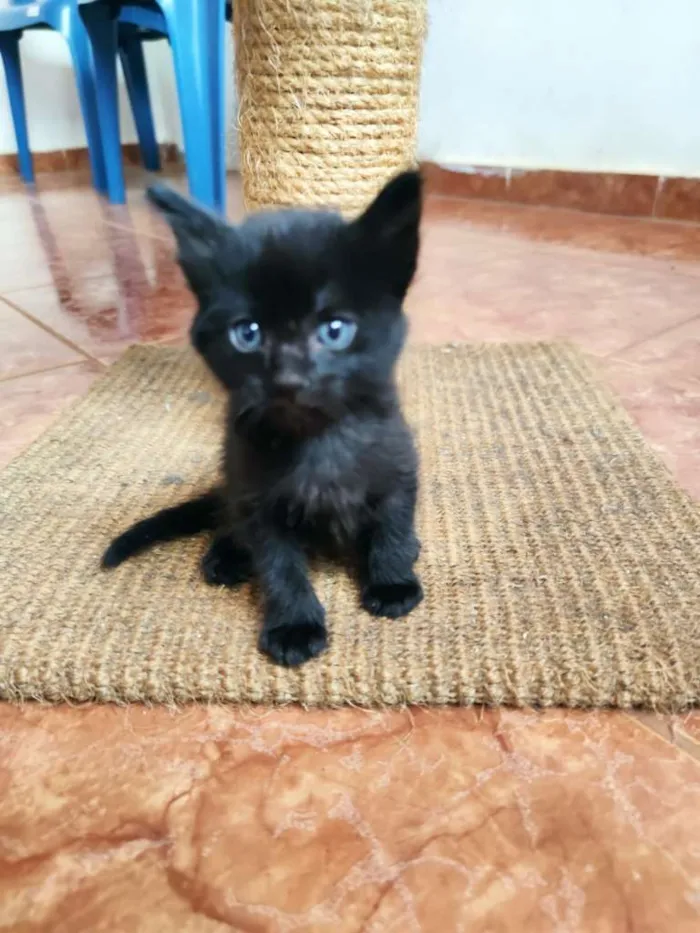 Gato raça SRD-ViraLata idade Abaixo de 2 meses nome Bebezinhosss
