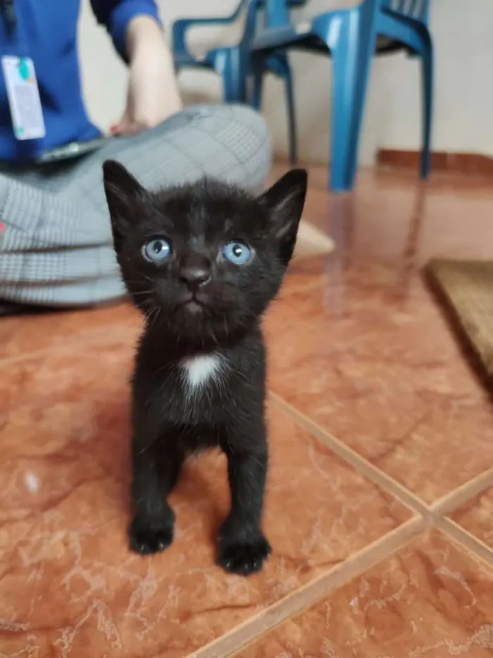 Gato raça SRD-ViraLata idade Abaixo de 2 meses nome Bebezinhosss