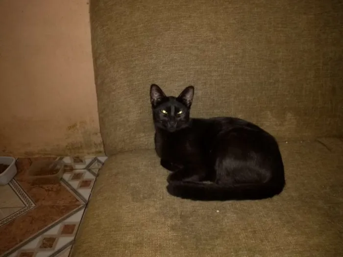 Gato ra a Pretinho idade 2 anos nome SEM NOME