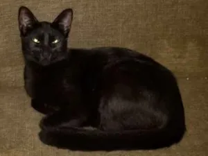 Gato raça Pretinho idade 2 anos nome SEM NOME