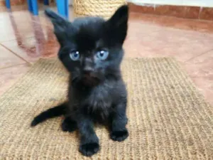 Gato raça SRD-ViraLata idade Abaixo de 2 meses nome Bebezinhosss