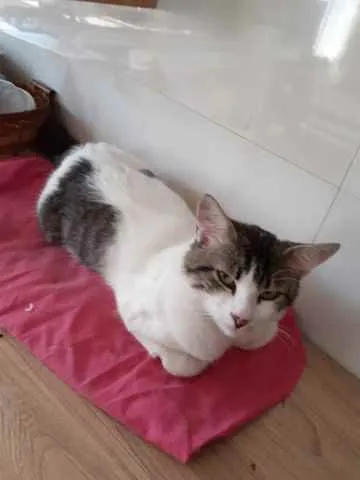 Gato raça SRD idade 7 a 11 meses nome Sem nome