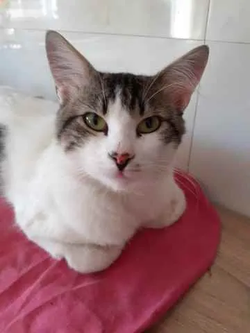 Gato raça SRD idade 7 a 11 meses nome Sem nome