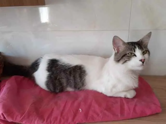 Gato raça SRD idade 7 a 11 meses nome Sem nome