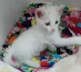 Samantha 