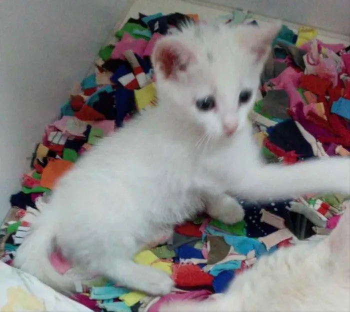Gato ra a SRD idade 2 a 6 meses nome Samantha 