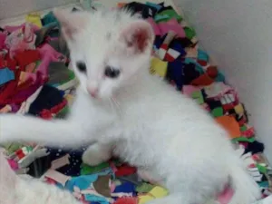 Gato raça SRD idade 2 a 6 meses nome Samantha 