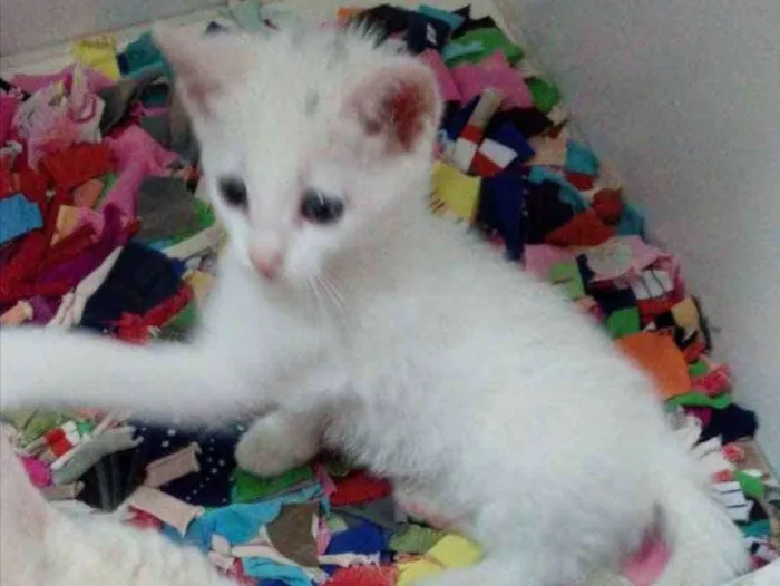 Gato ra a SRD idade 2 a 6 meses nome Samantha 