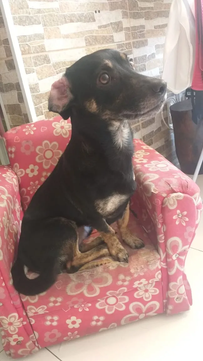 Cachorro ra a Sem raça definida idade 2 anos nome Thor