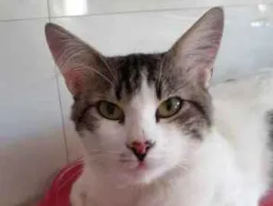 Gato raça SRD idade 7 a 11 meses nome Sem nome