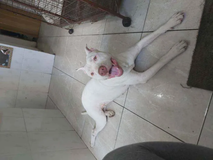 Cachorro ra a Pit Bul  idade 1 ano nome Branca