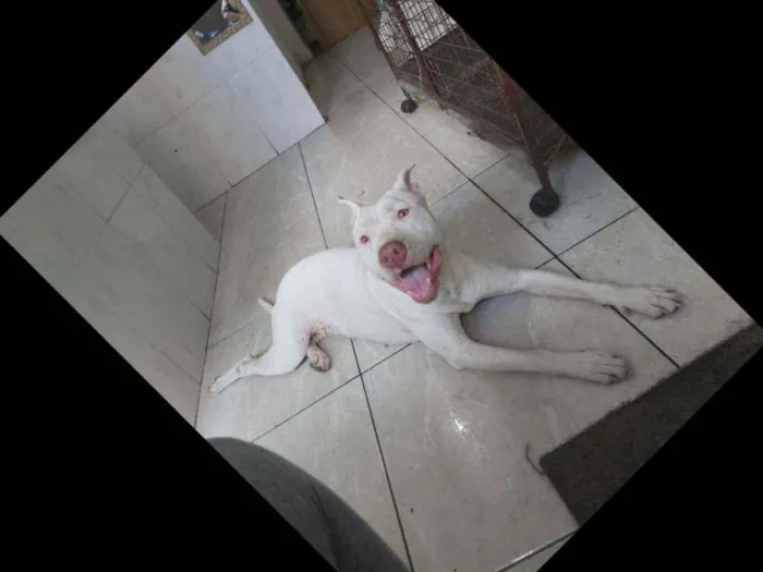 Cachorro ra a Pit Bul  idade 1 ano nome Branca