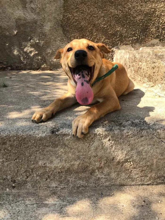 Cachorro raça SRD idade 2 a 6 meses nome Moana 