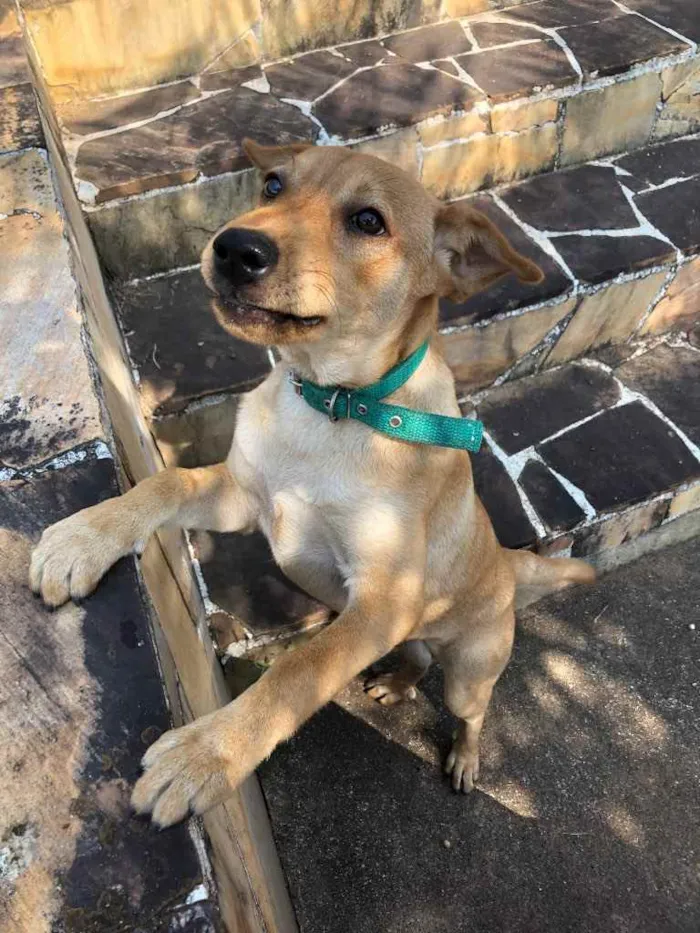Cachorro raça SRD idade 2 a 6 meses nome Moana 