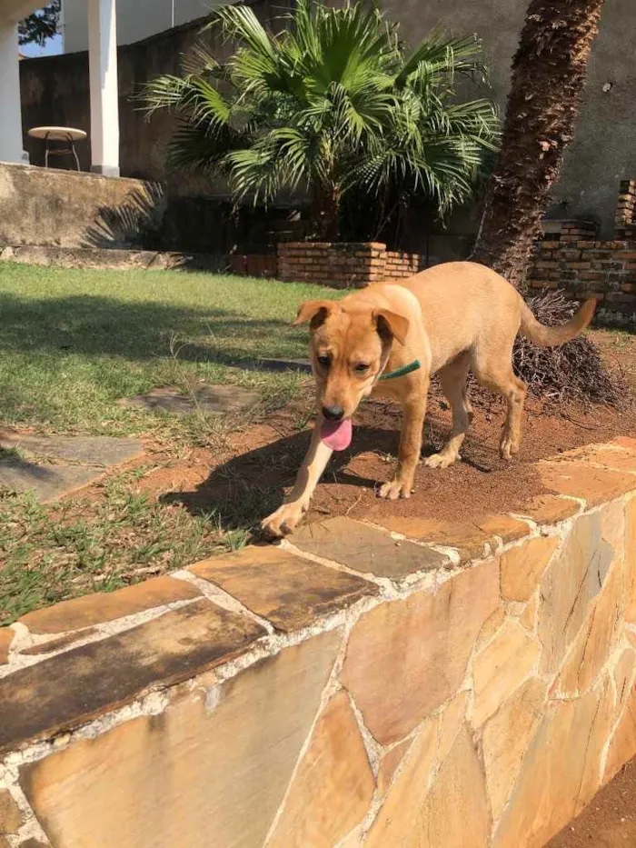 Cachorro raça SRD idade 2 a 6 meses nome Moana 