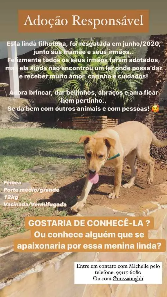 Cachorro raça SRD idade 2 a 6 meses nome Moana 