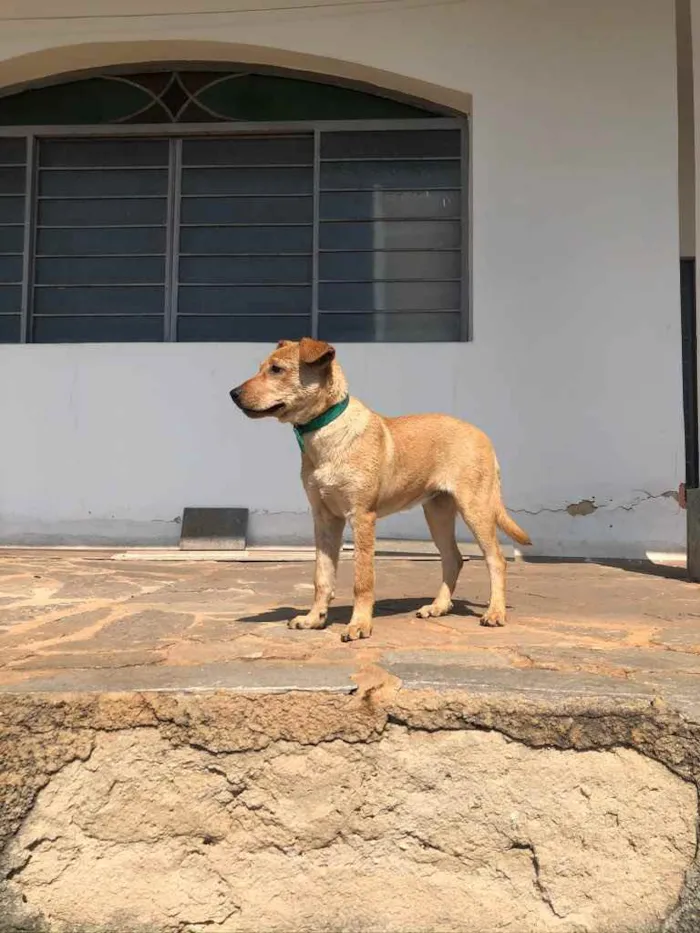 Cachorro raça SRD idade 2 a 6 meses nome Moana 