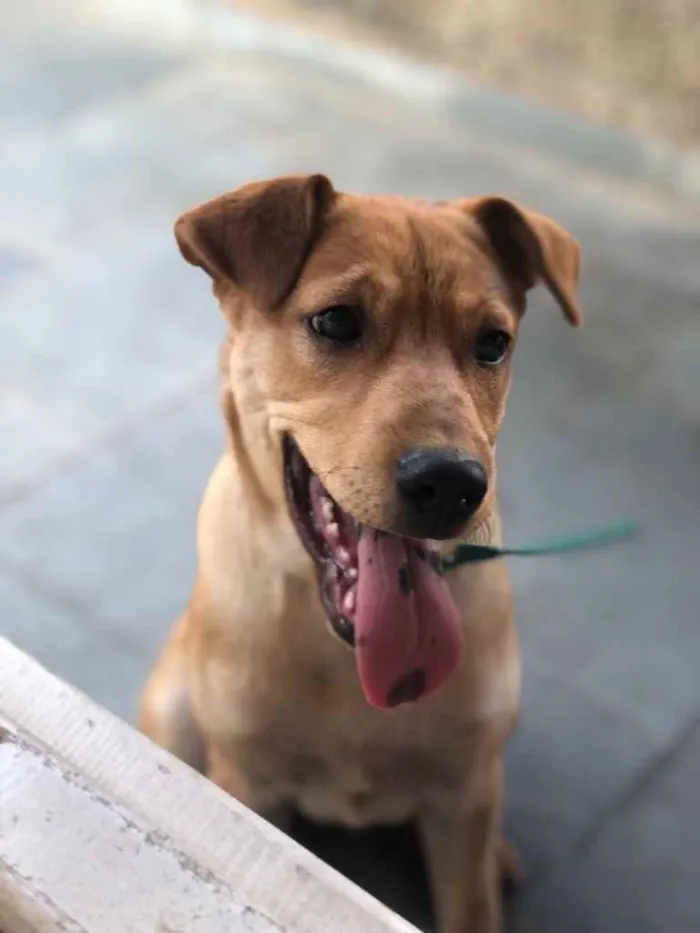 Cachorro raça SRD idade 2 a 6 meses nome Moana 
