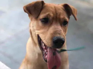 Cachorro raça SRD idade 2 a 6 meses nome Moana 