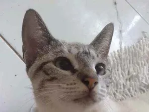 Gato raça Srd idade 7 a 11 meses nome Mayla