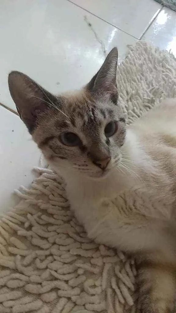 Gato ra a Srd idade 7 a 11 meses nome Mayla