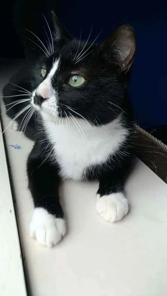 Gato ra a Srd idade 7 a 11 meses nome Lorna