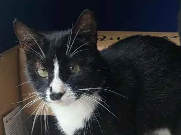 Gato ra a Srd idade 7 a 11 meses nome Lorna