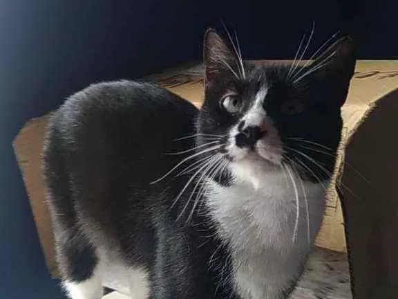 Gato ra a Srd idade 7 a 11 meses nome Lorna
