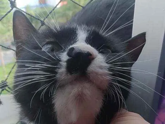 Gato ra a Srd idade 7 a 11 meses nome Lorna