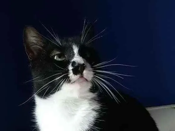 Gato ra a Srd idade 7 a 11 meses nome Lorna