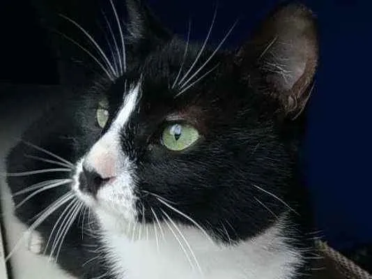 Gato ra a Srd idade 7 a 11 meses nome Lorna