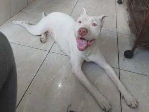 Cachorro raça Pit Bul  idade 1 ano nome Branca 