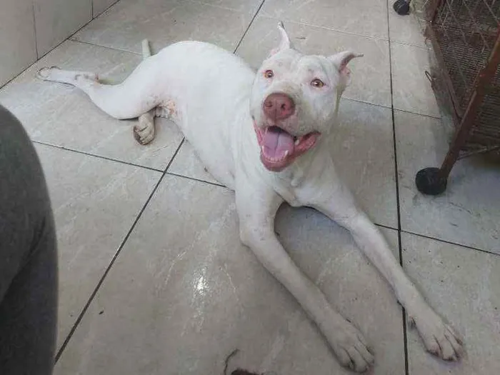 Cachorro ra a Pit Bul  idade 1 ano nome Branca