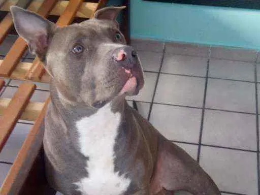 Cachorro raça American bully idade 1 ano nome Hercules