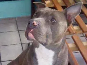 Cachorro raça American bully idade 1 ano nome Hercules