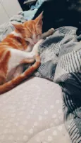 Gato 