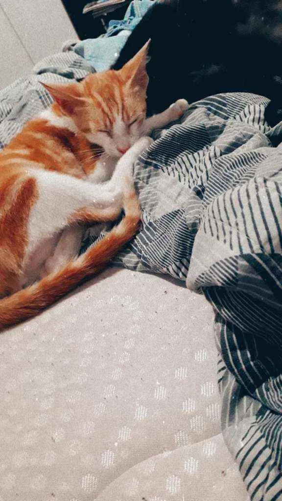 Gato ra a  idade 2 a 6 meses nome Gato 