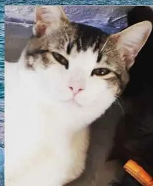 Gato ra a  idade 2 a 6 meses nome Gato 