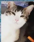 Gato