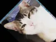 Gato 