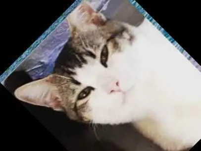 Gato ra a  idade 2 a 6 meses nome Gato 